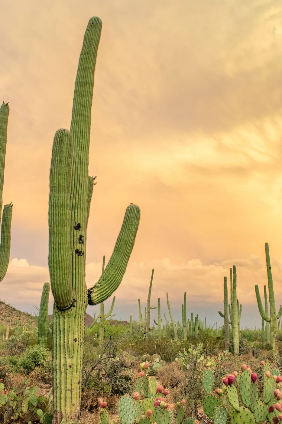 Saguaro cacti silhouetted in the Sonoran Desert under a golden monsoon sky.